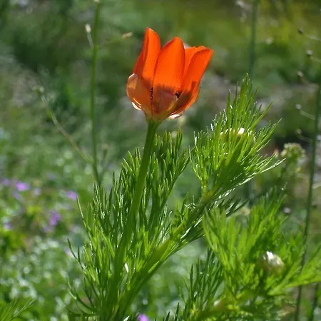 酒店 Grauson 科涅